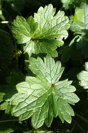 Ranunculus bulbosus \ Knolliger Hahnenfu� / Bulbous Buttercup, D &Ouml;stringen 27.10.2017