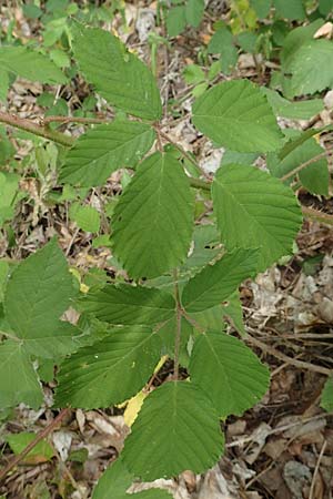 Rubus odenwaldensis \ Odewald-Brombeere / Odenwald Bramble, D Odenwald, F&uuml;rth 5.7.2018