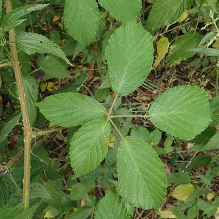 Rubus odenwaldensis \ Odewald-Brombeere / Odenwald Bramble, D Odenwald, F&uuml;rth 5.7.2018