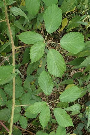 Rubus odenwaldensis \ Odewald-Brombeere / Odenwald Bramble, D Odenwald, F&uuml;rth 5.7.2018