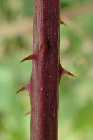 Rubus macrostemonides \ Bayreuther Haselblatt-Brombeere / Bayreuth Bramble, D Odenwald, F&uuml;rth 5.7.2018