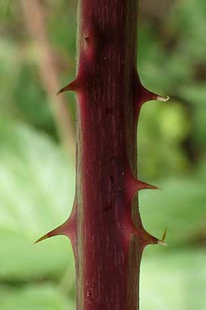 Rubus macrostemonides \ Bayreuther Haselblatt-Brombeere / Bayreuth Bramble, D Odenwald, F&uuml;rth 5.7.2018