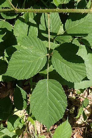 Rubus bonus-henricus \ Guter-Heinrich-Brombeere / King Henry Bramble, D Neu-Isenburg 22.6.2019
