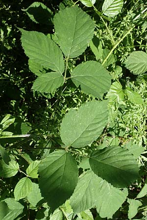 Rubus bonus-henricus \ Guter-Heinrich-Brombeere / King Henry Bramble, D Neu-Isenburg 22.6.2019