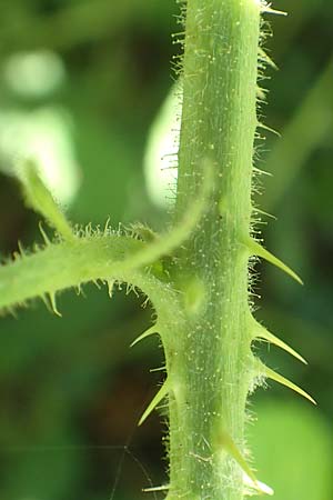 Rubus bonus-henricus \ Guter-Heinrich-Brombeere / King Henry Bramble, D Neu-Isenburg 22.6.2019