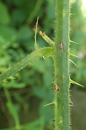Rubus bonus-henricus \ Guter-Heinrich-Brombeere / King Henry Bramble, D Neu-Isenburg 22.6.2019