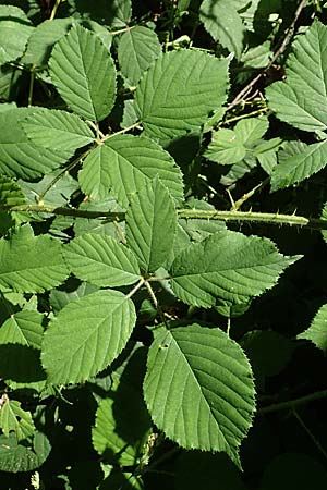 Rubus bonus-henricus \ Guter-Heinrich-Brombeere / King Henry Bramble, D Neu-Isenburg 22.6.2019