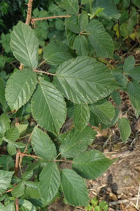 Rubus elegantispinosus \ Schlankstachelige Brombeere / Elegant-Spine Bramble, D Herne 27.7.2019