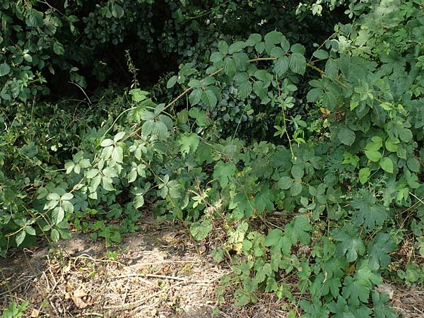 Rubus elegantispinosus \ Schlankstachelige Brombeere / Elegant-Spine Bramble, D Herne 27.7.2019