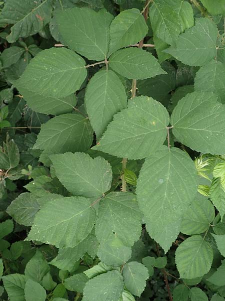 Rubus spec2 ? \ Brombeere / Bramble, D Herne 27.7.2019