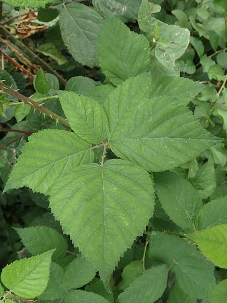 Rubus spec2 ? \ Brombeere / Bramble, D Herne 27.7.2019
