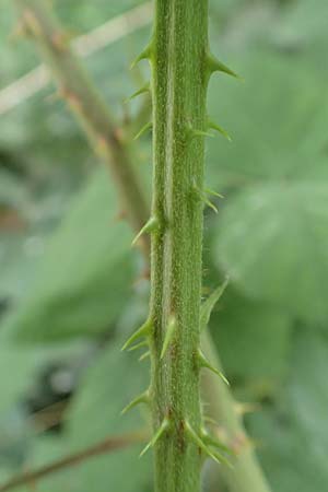Rubus spec2 ? \ Brombeere / Bramble, D Herne 27.7.2019