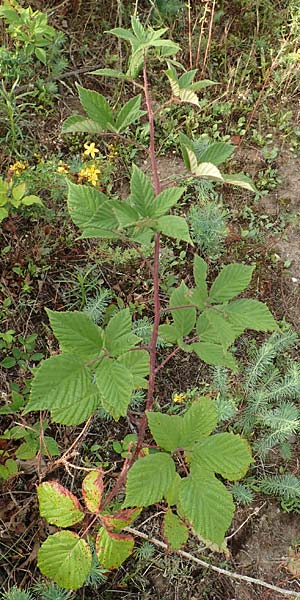 Rubus phyllostachys \ Durchbl�tterte Brombeere / Ear-Leaf Bramble, D Rheinstetten-Silberstreifen 14.8.2019