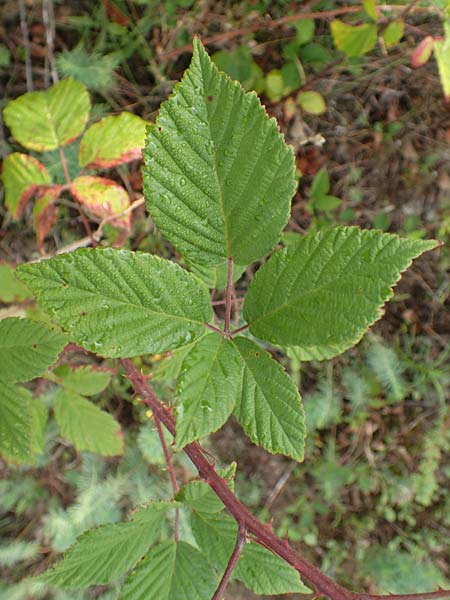 Rubus phyllostachys \ Durchbl�tterte Brombeere / Ear-Leaf Bramble, D Rheinstetten-Silberstreifen 14.8.2019