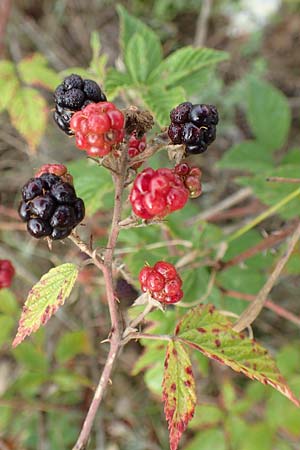 Rubus phyllostachys \ Durchbl�tterte Brombeere / Ear-Leaf Bramble, D Rheinstetten-Silberstreifen 14.8.2019