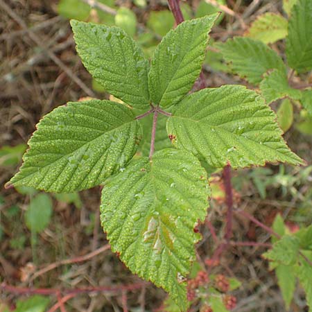 Rubus phyllostachys \ Durchbl�tterte Brombeere / Ear-Leaf Bramble, D Rheinstetten-Silberstreifen 14.8.2019