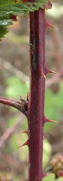 Rubus phyllostachys \ Durchbl�tterte Brombeere / Ear-Leaf Bramble, D Rheinstetten-Silberstreifen 14.8.2019