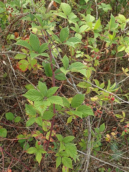 Rubus phyllostachys \ Durchbl�tterte Brombeere / Ear-Leaf Bramble, D Rheinstetten-Silberstreifen 14.8.2019