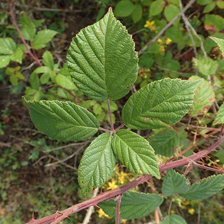 Rubus phyllostachys \ Durchbl�tterte Brombeere / Ear-Leaf Bramble, D Rheinstetten-Silberstreifen 14.8.2019