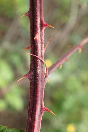 Rubus phyllostachys \ Durchbl�tterte Brombeere / Ear-Leaf Bramble, D Rheinstetten-Silberstreifen 14.8.2019