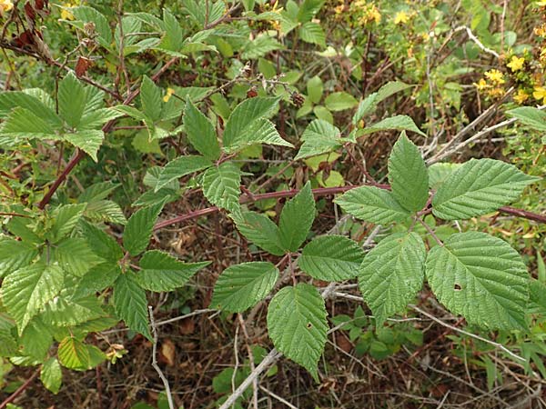 Rubus phyllostachys \ Durchbl�tterte Brombeere / Ear-Leaf Bramble, D Rheinstetten-Silberstreifen 14.8.2019