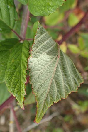 Rubus phyllostachys \ Durchbl�tterte Brombeere / Ear-Leaf Bramble, D Rheinstetten-Silberstreifen 14.8.2019