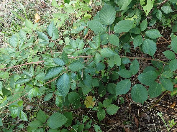 Rubus godronii \ Godrons Brombeere / Godron's Bramble, D Karlsruhe 14.8.2019