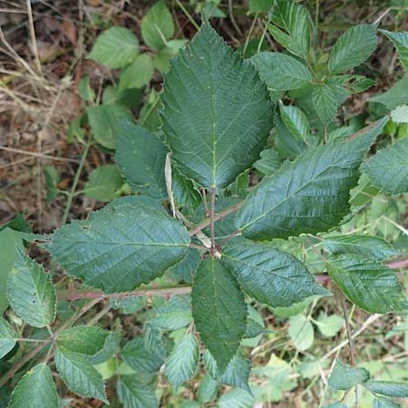 Rubus godronii \ Godrons Brombeere / Godron's Bramble, D Karlsruhe 14.8.2019