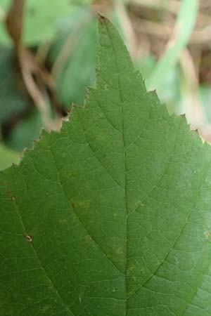 Rubus specF ? \ Haselblatt-Brombeere / Bramble, D Pfinztal-Berghausen 11.9.2019