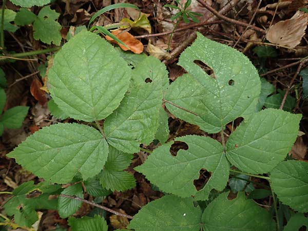 Rubus specF ? \ Haselblatt-Brombeere / Bramble, D Pfinztal-Berghausen 11.9.2019