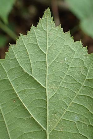 Rubus specF ? \ Haselblatt-Brombeere / Bramble, D Pfinztal-Berghausen 11.9.2019