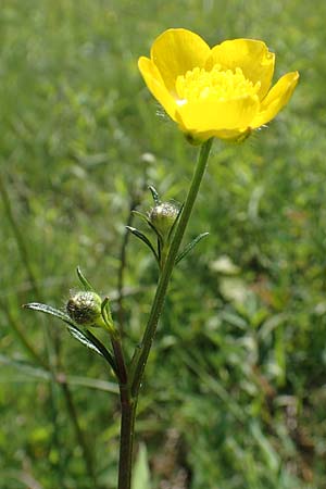 Ranunculus bulbosus \ Knolliger Hahnenfu� / Bulbous Buttercup, D Ketsch 21.5.2020
