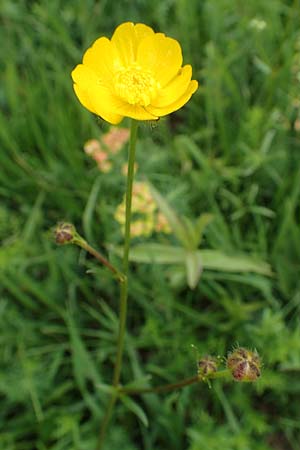 Ranunculus bulbosus, Knolliger Hahnenfu�