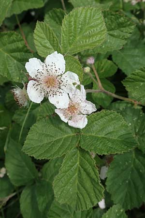 Rubus batos-weberi \ Webers Haselblatt-Brombeere / Weber's Bramble, D Unna-Kesseb&uuml;ren 11.6.2020