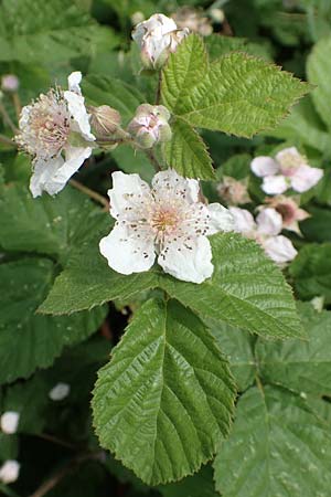 Rubus batos-weberi \ Webers Haselblatt-Brombeere / Weber's Bramble, D Unna-Kesseb&uuml;ren 11.6.2020