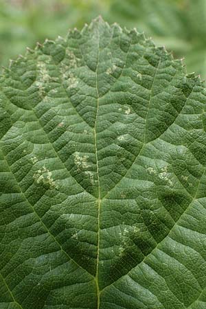 Rubus batos-weberi \ Webers Haselblatt-Brombeere / Weber's Bramble, D Unna-Kesseb&uuml;ren 11.6.2020