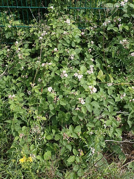 Rubus batos-weberi \ Webers Haselblatt-Brombeere / Weber's Bramble, D Unna-Kesseb&uuml;ren 11.6.2020