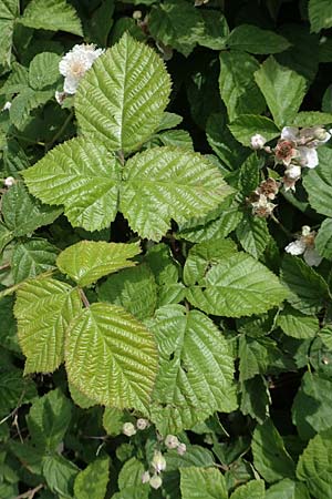 Rubus batos-weberi \ Webers Haselblatt-Brombeere / Weber's Bramble, D Unna-Kesseb&uuml;ren 11.6.2020