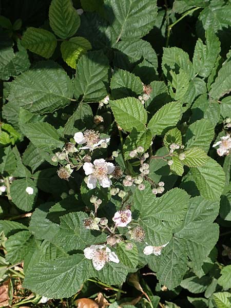Rubus batos-weberi \ Webers Haselblatt-Brombeere / Weber's Bramble, D Unna-Kesseb&uuml;ren 11.6.2020