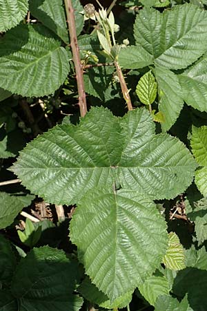 Rubus batos-weberi \ Webers Haselblatt-Brombeere / Weber's Bramble, D Unna-Kesseb&uuml;ren 11.6.2020