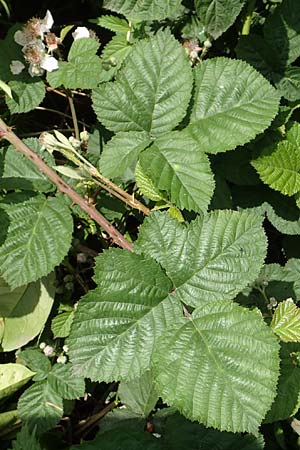 Rubus batos-weberi \ Webers Haselblatt-Brombeere / Weber's Bramble, D Unna-Kesseb&uuml;ren 11.6.2020