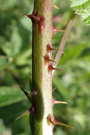 Rubus batos-weberi \ Webers Haselblatt-Brombeere / Weber's Bramble, D Unna-Kesseb&uuml;ren 11.6.2020