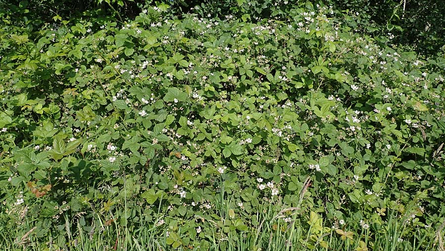 Rubus buescherianus \ B&uuml;schers Haselblatt-Brombeere / Buescher's Bramble, D Beckum-Hinteler 12.6.2020