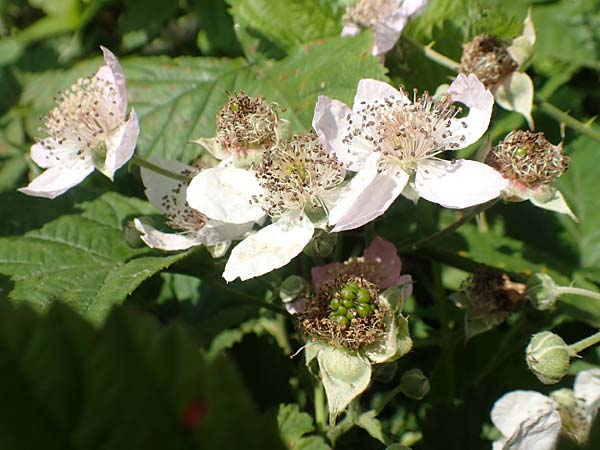 Rubus buescherianus \ B&uuml;schers Haselblatt-Brombeere / Buescher's Bramble, D Beckum-Hinteler 12.6.2020