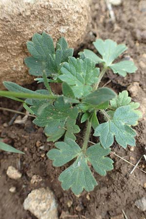 Ranunculus bulbosus \ Knolliger Hahnenfu� / Bulbous Buttercup, D Gr&uuml;nstadt-Asselheim 15.6.2020
