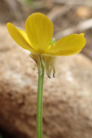 Ranunculus bulbosus \ Knolliger Hahnenfu� / Bulbous Buttercup, D Gr&uuml;nstadt-Asselheim 15.6.2020