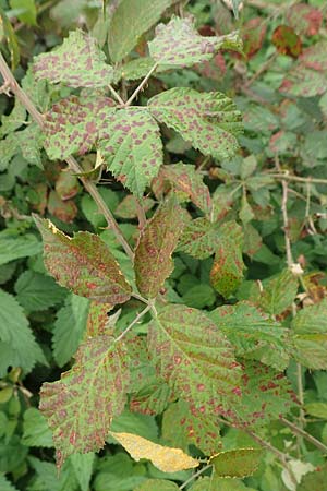 Rubus spina-curva ? \ Kreidige Brombeere / Chalky Bramble, D Bochum 9.9.2020