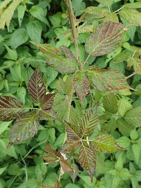 Rubus spina-curva ? \ Kreidige Brombeere / Chalky Bramble, D Bochum 9.9.2020