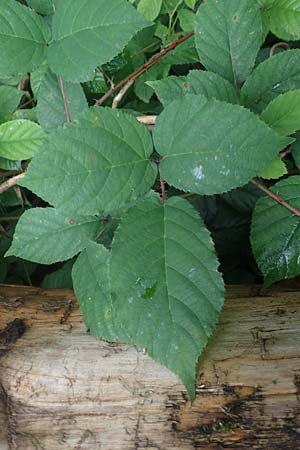 Rubus bombycinus \ Seidenhaarige Brombeere / Silk-Haired Bramble, D Reichshof-Pettseifen 10.8.2021