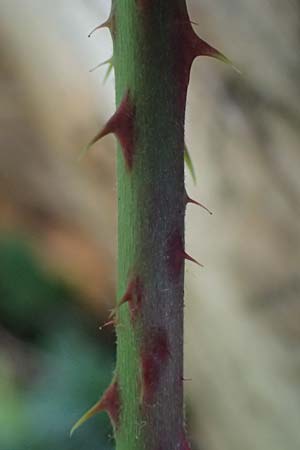 Rubus bombycinus \ Seidenhaarige Brombeere / Silk-Haired Bramble, D Reichshof-Pettseifen 10.8.2021